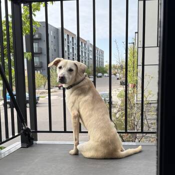 Labrador Retriever and Mixed Breed Dogs Available for Adoption in Minnetonka, Minnesota - Shylo D69139 | PetCurious