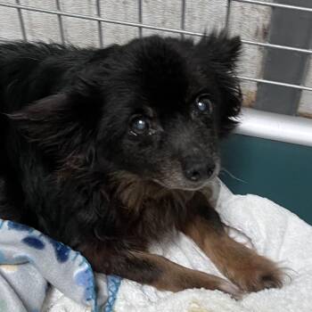 Diego -  Chihuahua Dog for Adoption in Sarasota, Florida - Diego | PetCurious