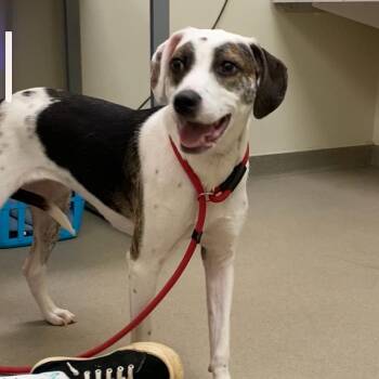 Cutie -  Hound Dog for Adoption in Lynchburg, Virginia - Cutie | PetCurious
