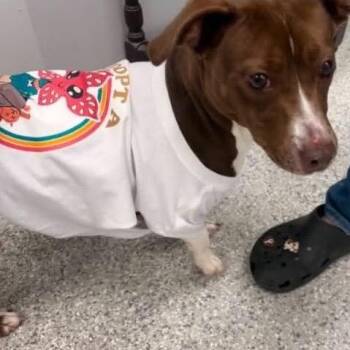 Bo Peep -  Chihuahua Dog Available for Adoption in Aldie, Virginia - Bo Peep | PetCurious