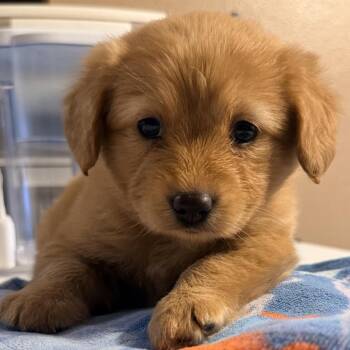 Sadie -  Mixed Breed Dog for Adoption in Bismarck, North Dakota - Sadie | PetCurious
