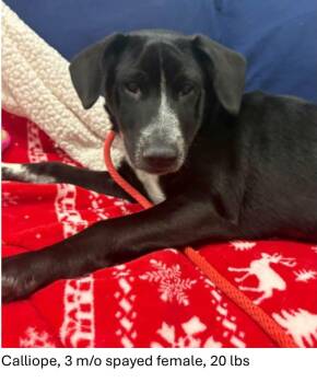 Calliope -  Black Labrador Retriever Dog for Adoption in Oswego, Illinois - Calliope | PetCurious