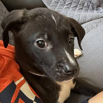 Back to School : Mr. Holland -  Catahoula Leopard Dog and Labrador Retriever Dog for Adoption in Aurora, Indiana - Back To School : Mr. Holland | PetCurious