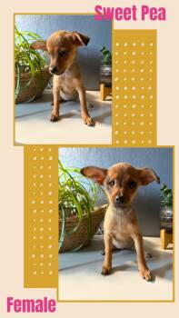 Sweet Pea -  Chihuahua Dog for Adoption in Eugene, Oregon - Sweet Pea | PetCurious