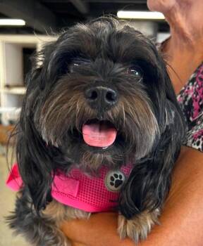 Sassy $500 -  Shih Tzu Dog for Adoption in West Milwaukee, Wisconsin - Sassy $500 | PetCurious