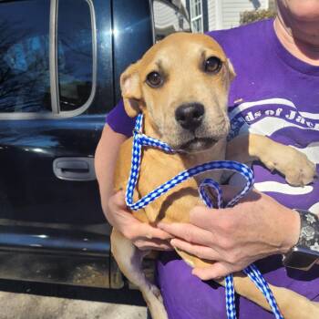 Rescue Yellow Labrador Retriever Dogs for Adoption in Gainesboro, Tennessee - Reacher | PetCurious