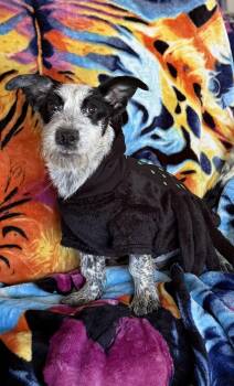 Rescue Australian Cattle Dog Blue Heeler and Dachshund Dogs for Adoption in Hesperia, California - Gru | PetCurious