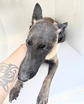 A658559 -  Belgian Shepherd Malinois Dog for Adoption in Houston, Texas - A658559 | PetCurious