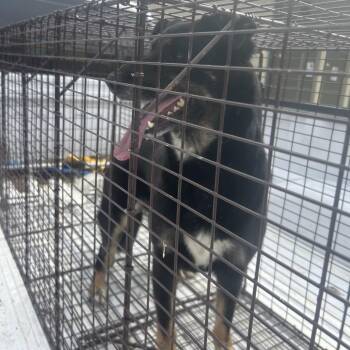 German Shepherd Dog Dogs Available for Adoption in Lufkin, Texas - Lilith | PetCurious