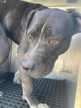 VERA -  Pit Bull Terrier Dog for Adoption in Dallas, Texas - VERA | PetCurious