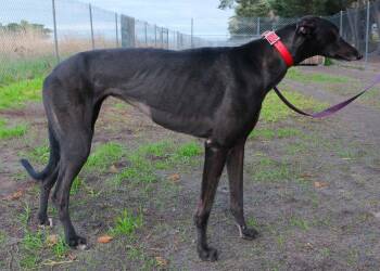 Mabel -  Greyhound Dog for Adoption in Livonia, Michigan - Mabel | PetCurious