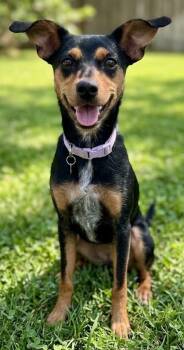 MAISIE -  Manchester Terrier Dog for Adoption in Dallas, Texas - MAISIE | PetCurious