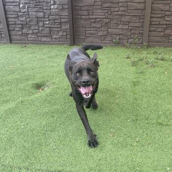 Cleopatra 0314 -  Cane Corso Dog for Adoption in Loxahatchee Groves, Florida - Cleopatra 0314 | PetCurious