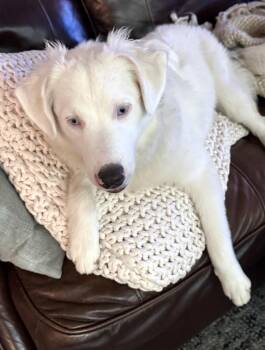 Milksteak (DM) -  Australian Shepherd Dog Available for Adoption in Dalworthington Gardens, Texas - Milksteak (DM) | PetCurious