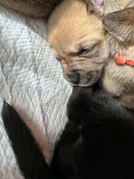 Pit Bull Terrier and Mixed Breed Dogs Available for Adoption - Fanny | PetCurious