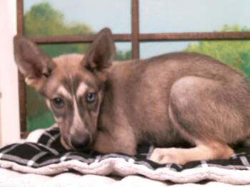 A2091627 -  German Shepherd Dog and Mixed Breed Dog for Adoption in Houston, Texas - A2091627 | PetCurious