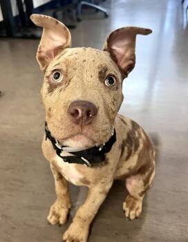 CHIPWICH -  Pit Bull Terrier Dog for Adoption in San Francisco, California - CHIPWICH | PetCurious