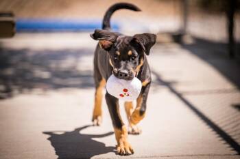 Buttercup -  German Shepherd Dog Dog for Adoption in Twentynine Palms, California - Buttercup | PetCurious
