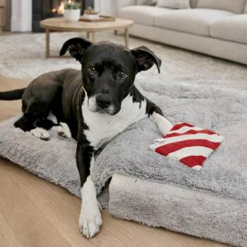 Terrier Dogs Available for Adoption - Satine | PetCurious