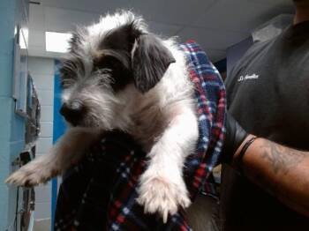SCRATCHY -  Fox Terrier and Mixed Breed Dog for Adoption in Albuquerque, New Mexico - SCRATCHY | PetCurious