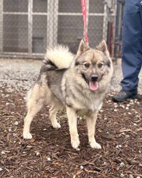 Faulkner -  Mixed Breed Dog for Adoption in Fairfax, Virginia - Faulkner | PetCurious