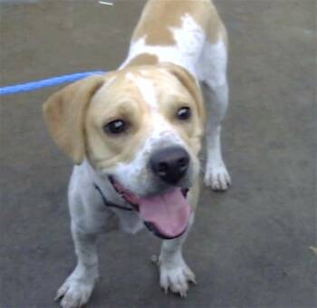 TELEMACHUS -  Mixed Breed Dog for Adoption in Dallas, Texas - TELEMACHUS | PetCurious