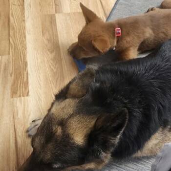 Wyatt -  German Shepherd Dog and Mixed Breed Dog for Adoption in Brainerd, Minnesota - Wyatt | PetCurious