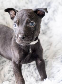 TUCKER -  Labrador Retriever and Rottweiler Dog for Adoption in Globe, Arizona - TUCKER | PetCurious