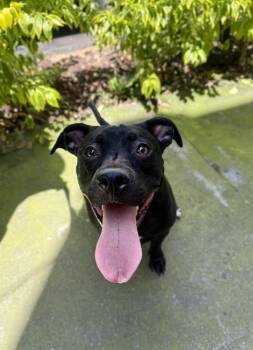PEPA -  Pit Bull Terrier and Terrier Dog for Adoption in Langley Township, British Columbia - PEPA | PetCurious