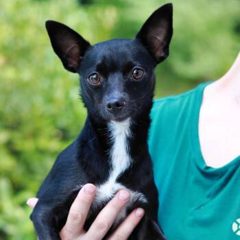 CT Whitefoot - 10lbs -  Chihuahua Dog for Adoption in Eastford, Connecticut - CT Whitefoot - 10lbs | PetCurious