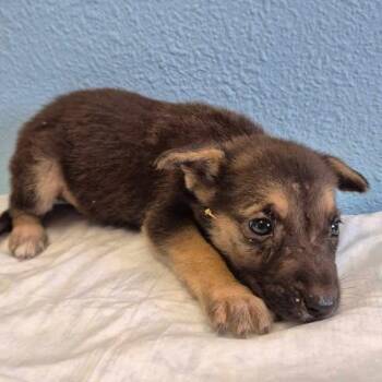 Lancelot 26-09-022 -  Shepherd and Mixed Breed Dog for Adoption in Bastrop, Texas - Lancelot 26-09-022 | PetCurious