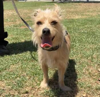 JASPER -  Terrier and Mixed Breed Dog for Adoption in Riverside, California - JASPER | PetCurious