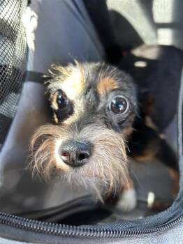 UNO -  Schnauzer Dog for Adoption in San Antonio, Texas - UNO | PetCurious