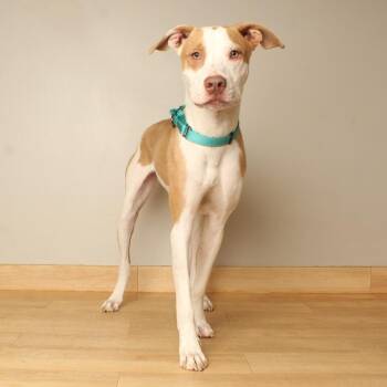 Duke Yardstick D70915 -  Hound and Mixed Breed Dog for Adoption in Minnetonka, Minnesota - Duke Yardstick D70915 | PetCurious