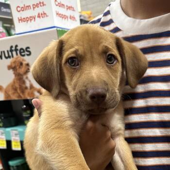 Ross -  Labrador Retriever Dog for Adoption in Poinciana, Florida - Ross | PetCurious