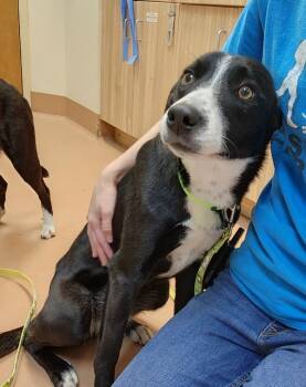 Rescue Border Collie Dogs for Adoption in Kennewick, Washington - Elle | PetCurious