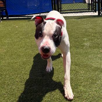 Mixed Breed Dogs Available for Adoption in Philadelphia, Pennsylvania - Rawr | PetCurious