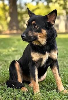 Big Mac -  German Shepherd Dog Dog for Adoption in Lucas, Texas - Big Mac | PetCurious