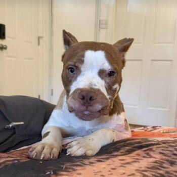 Pit Bull Terrier and American Bulldog Dogs Available for Adoption in Austin, Texas - Calico | PetCurious