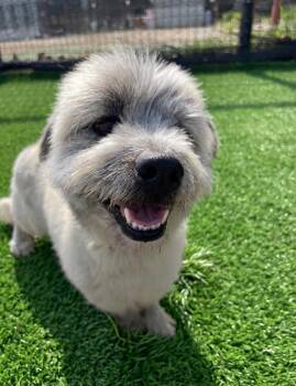 Terrier Dogs Available for Adoption in Elma, Washington - Little Danny - 27 Lbs. | PetCurious