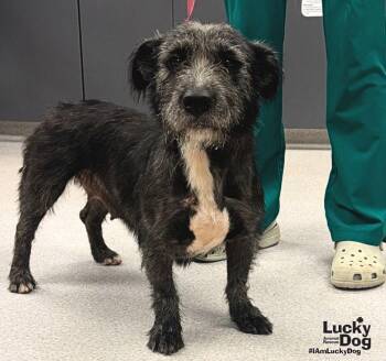Stella -  Terrier Dog for Adoption in Washington, District Of Columbia - Stella | PetCurious