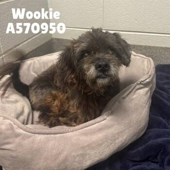 WOOKIE -  Shih Tzu and Mixed Breed Dog for Adoption - WOOKIE | PetCurious