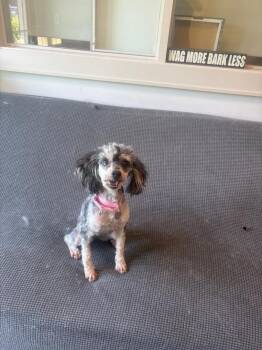 Jasmine -  Poodle Dog for Adoption in New Milford, Connecticut - Jasmine | PetCurious