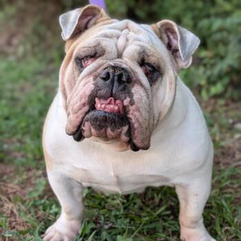 Lindley(hw+) 07-0202 -  English Bulldog Dog for Adoption in Tyrone, Georgia - Lindley(hw+) 07-0202 | PetCurious