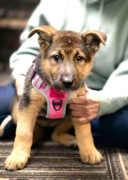 Husky and German Shepherd Dog Dogs Available for Adoption - Ember | PetCurious