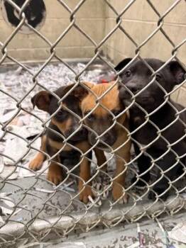 Pit Bull Terrier and Mixed Breed Dogs Available for Adoption - MARS | PetCurious