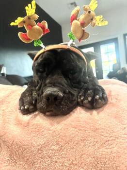 Cane Corso Dogs Available for Adoption - Shadow | PetCurious