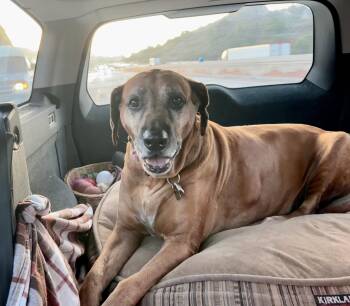 Rescue Rhodesian Ridgeback Dogs for Adoption in Oroville, California - TUCKER | PetCurious