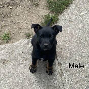 Brontosaurus -  Cattle Dog and Mixed Breed Dog for Adoption in Tacoma, Washington - Brontosaurus | PetCurious