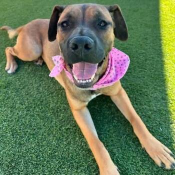 Kate -  Mastiff and Mixed Breed Dog for Adoption in Turlock, California - Kate | PetCurious